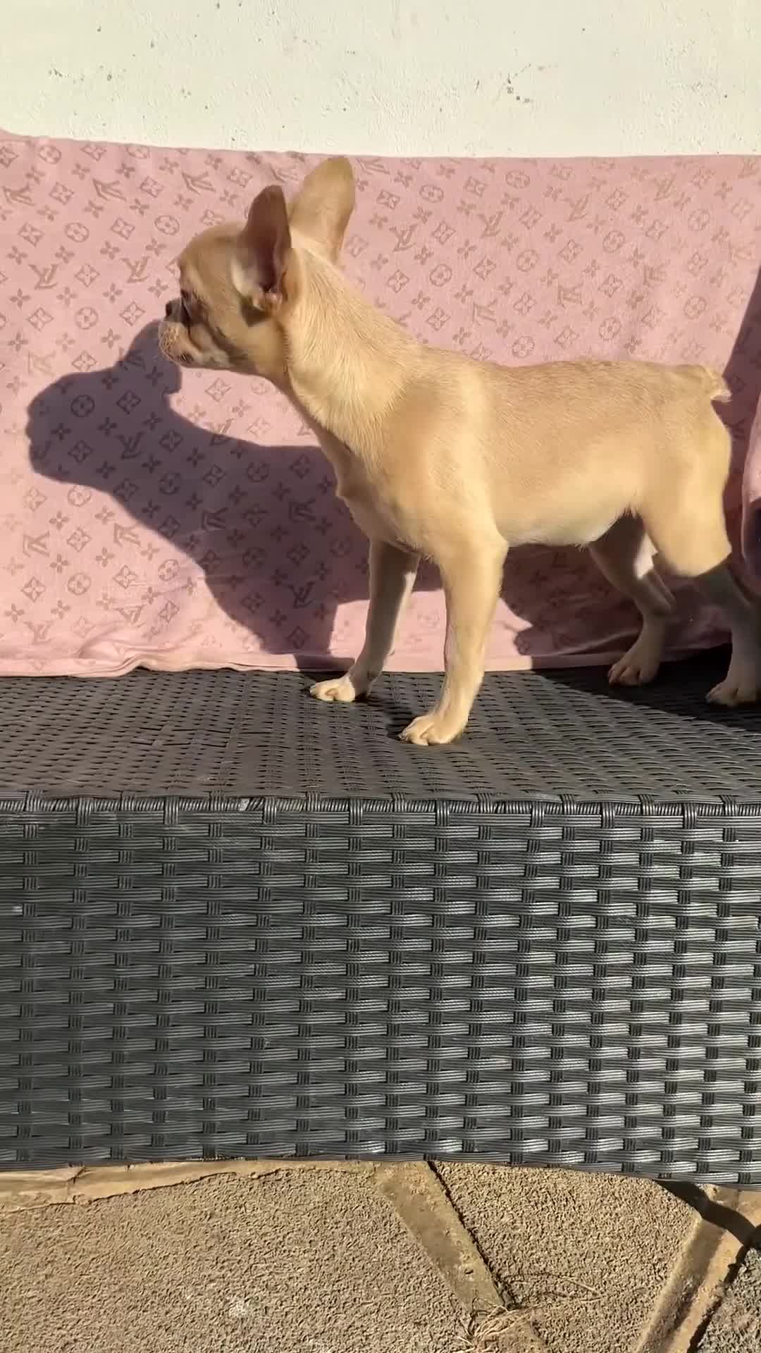 French Bulldog dogs for sale: ✨ Enchanted Frenchie Puppies Ready Now! ✨ - Video 3