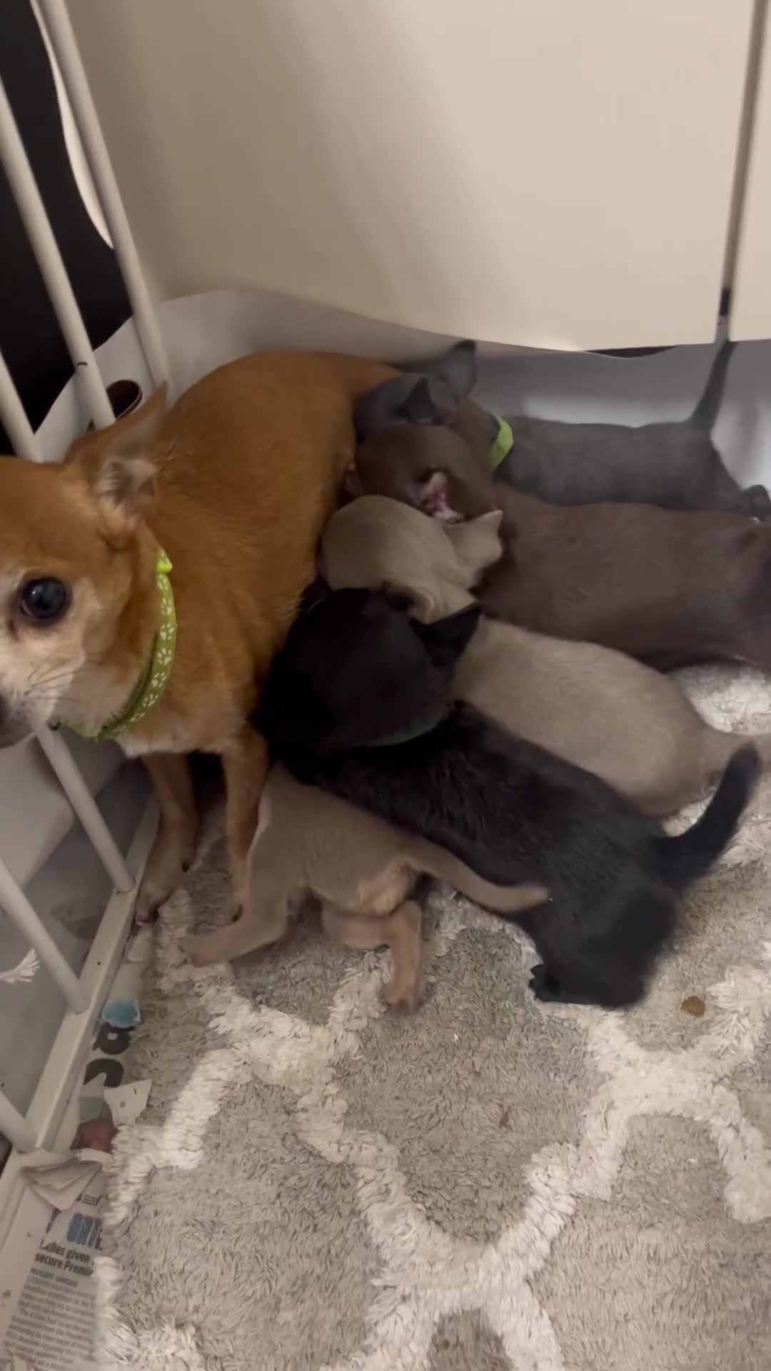 Chihuahua dogs for sale: Chihuahua teacups - Video 2
