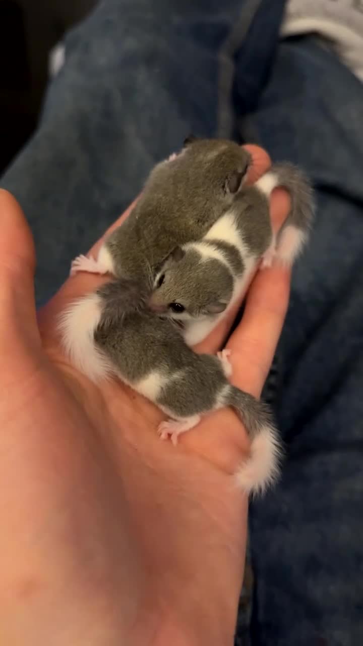 Mouse rodents for sale: African Pygmy dormice (read description)  - Video 1
