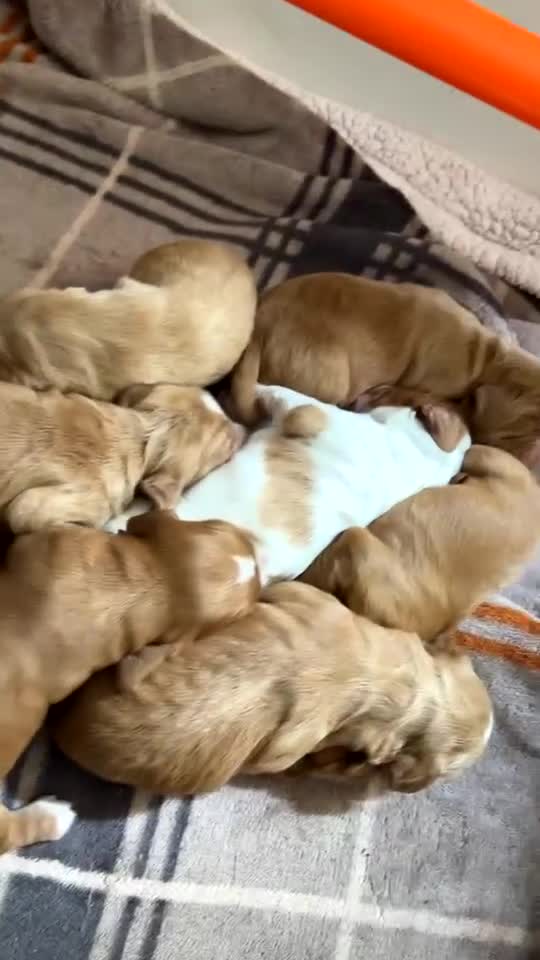 Cocker Spaniel dogs for sale: Working Cocker spaniel  - Video 1