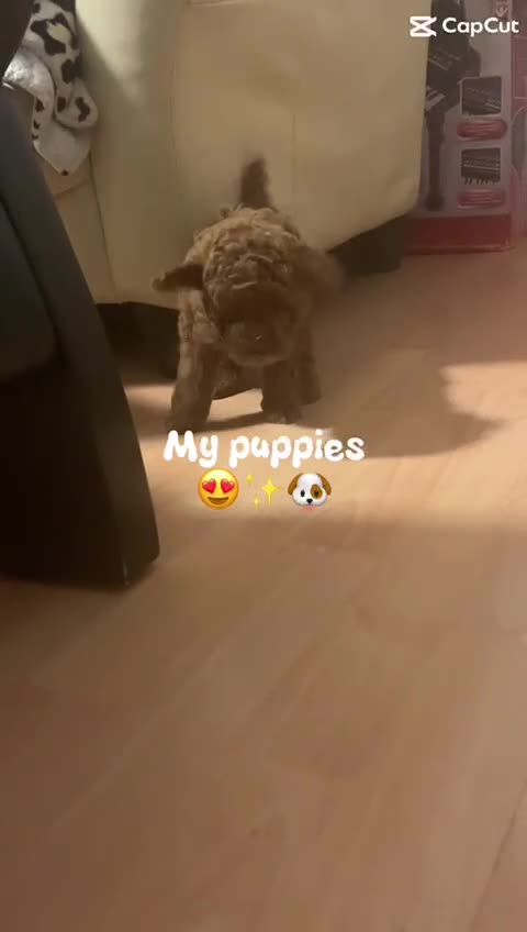 Toy Poodle dogs for sale: Toy poodle puppies/ red - Video 1