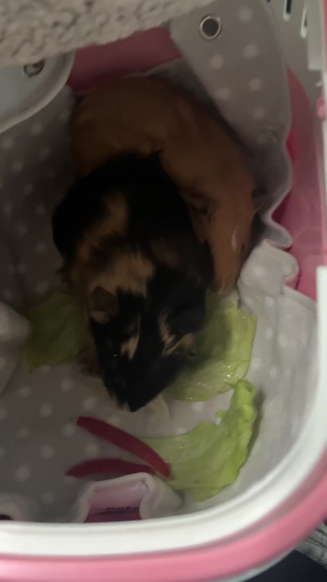 Mixed Breed rabbits for sale: 2 friendly guinea pigs for sale  in Thurso - Video 1