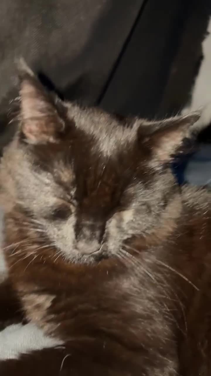 Mixed Breed cats for sale: 2 lovely girls looking for separate forever homes  - Video 1