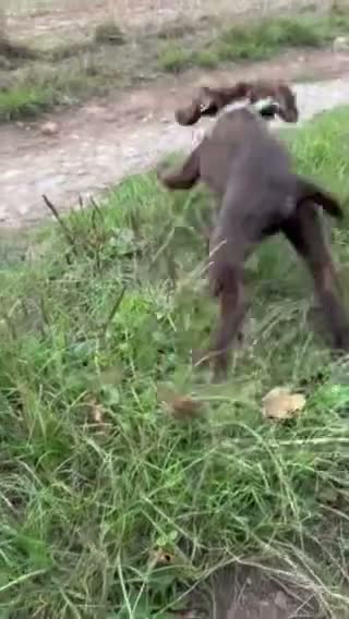 Cocker Spaniel dogs for sale: Chocolate cocker spaniel  - Video 1