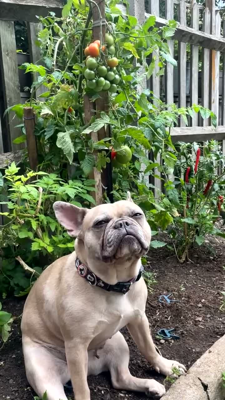 French Bulldog dogs for sale: Skye My Frenchie  in London - Video 1