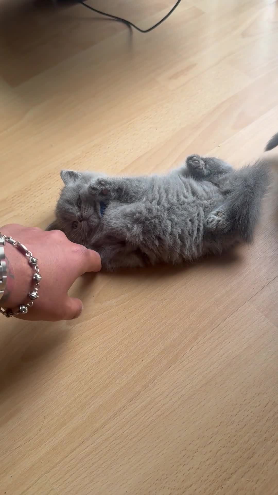 British Shorthair cats for sale: British short hair x chinchilla Persian kittens - Video 2