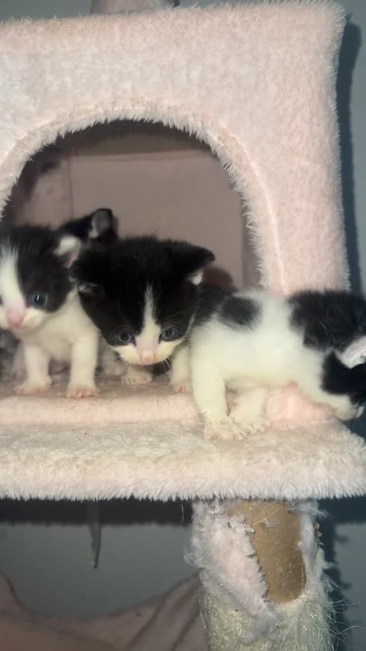 Mixed Breed cats for sale: 4 adorable little kittens looking for new homes  - Video 1