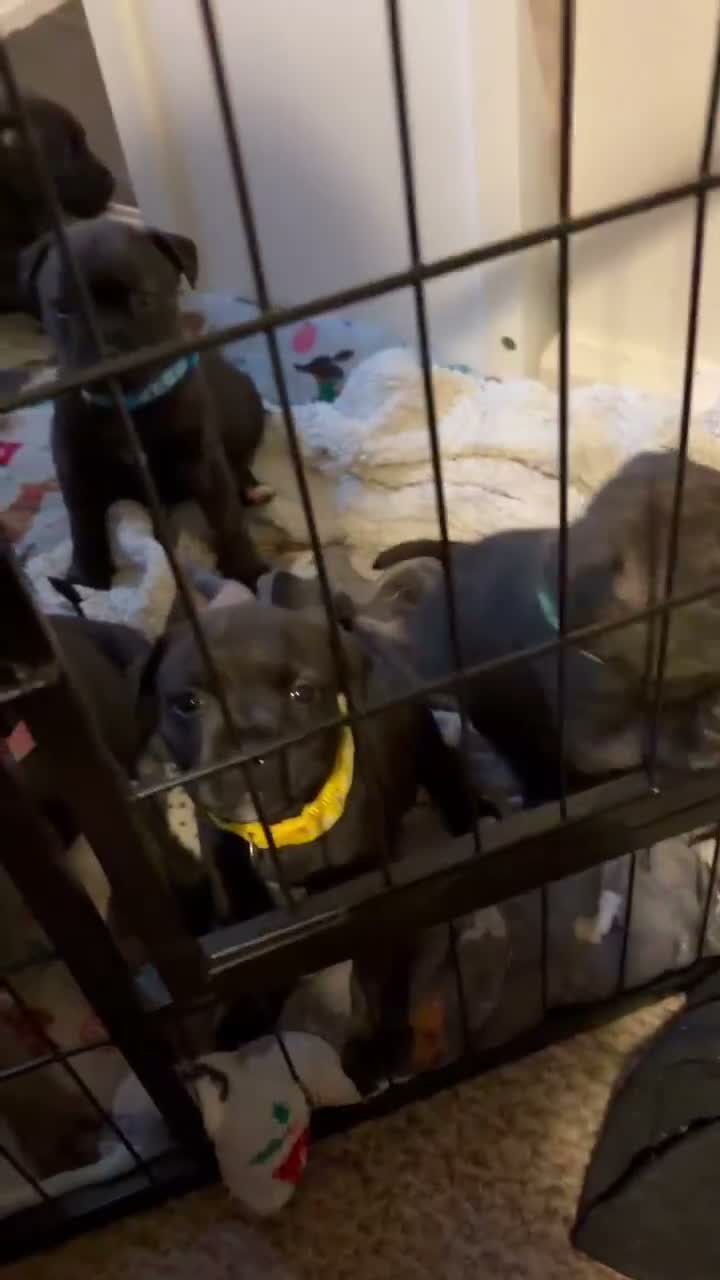 Staffordshire Bull Terrier dogs for sale: Staffie Puppies - blue & brindle in Ellesmere Port - Video 1