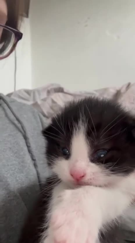Mixed Breed cats for sale: 2 sets of part ragdoll kittens - Video 1