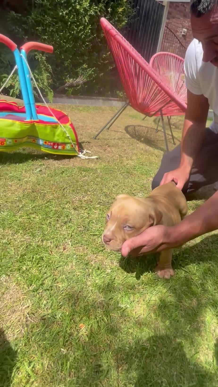 American Bully dogs for sale: American Pocket Bully’s  - Video 2