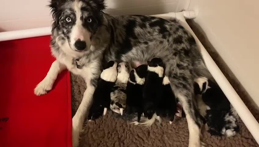Border Collie dogs for sale: Miah’s adorable pups are looking for forever homes in Eastbourne - Video 4