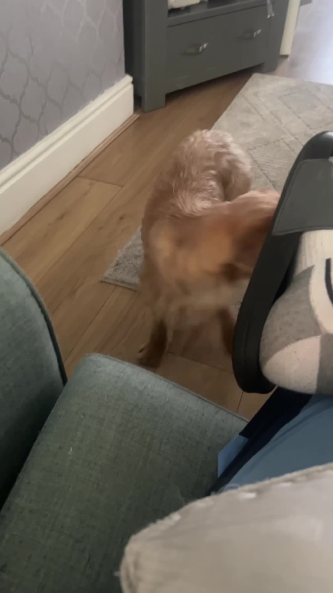 French Bulldog dogs for sale: Mr milo - Video 1