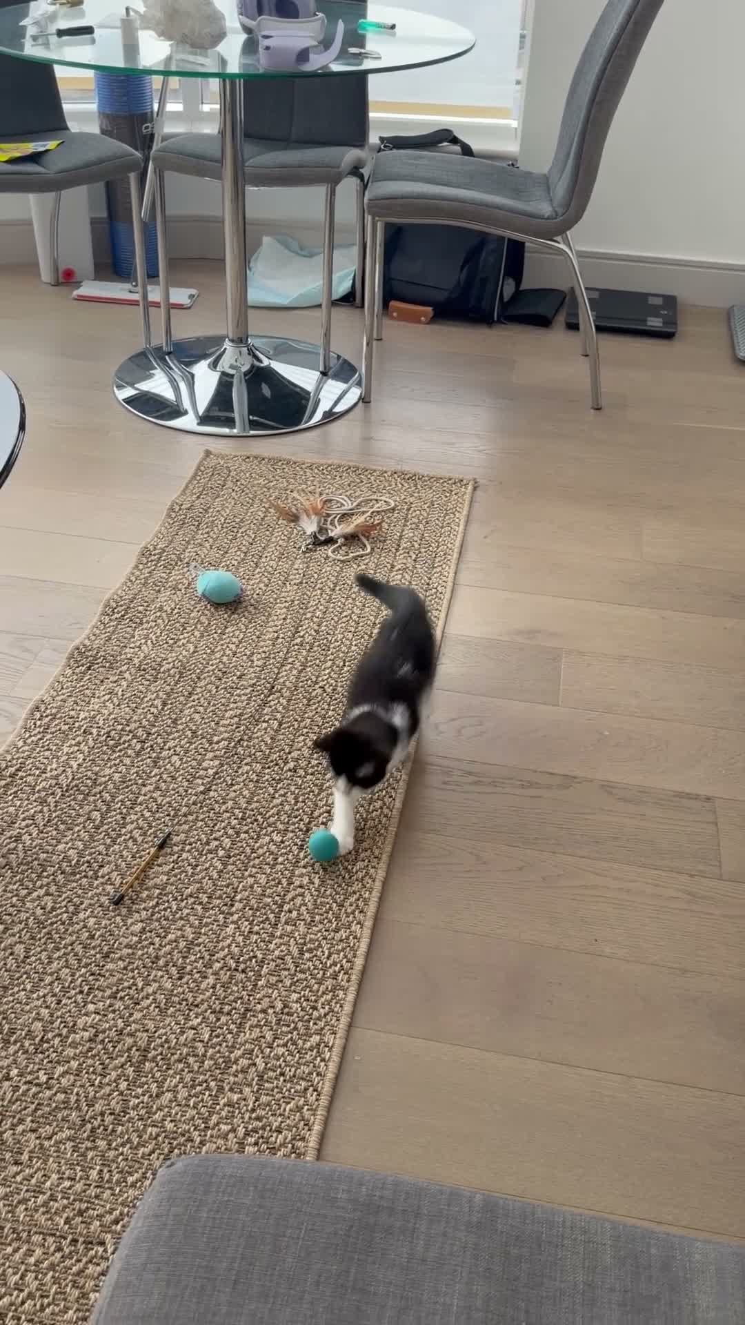 Mixed Breed cats for sale: 3 months boy  in London - Video 1