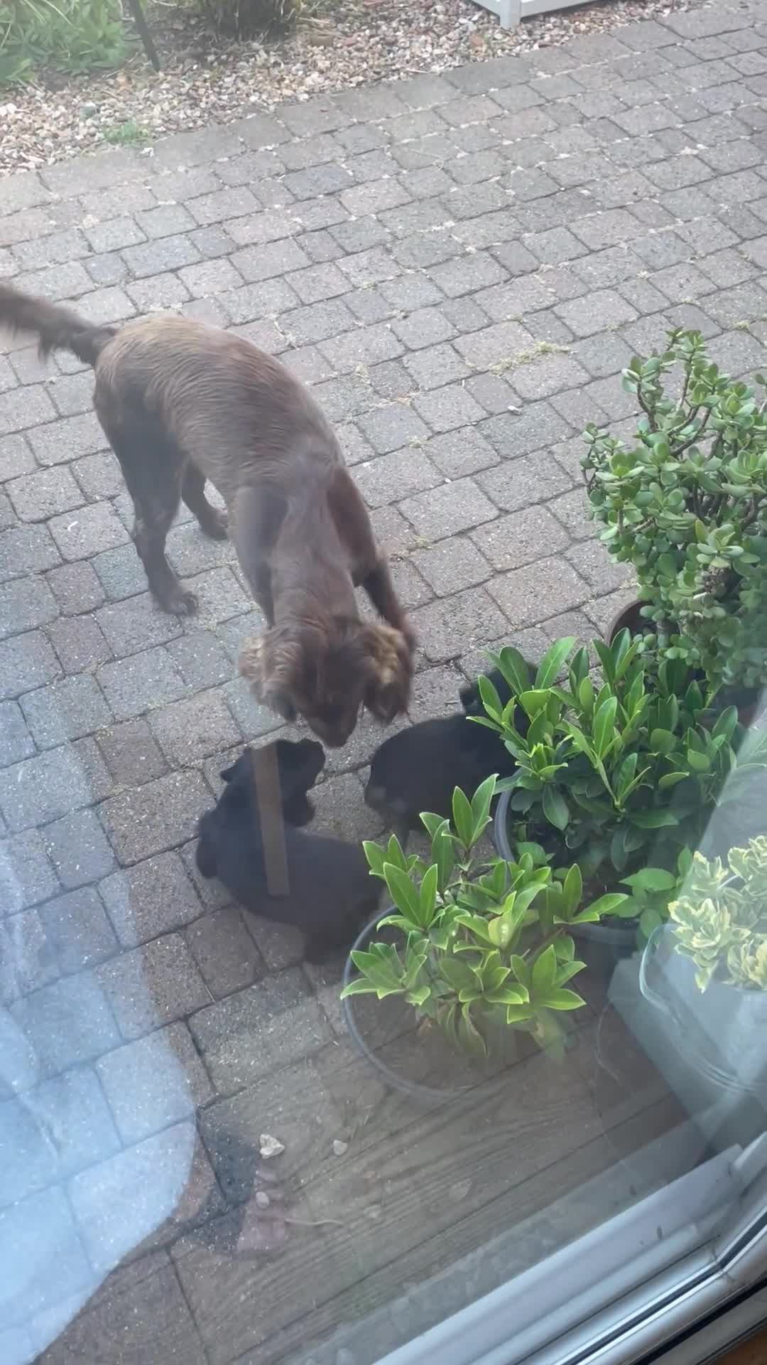 Sprocker dogs for sale: Sprocker spaniel  - Video 2