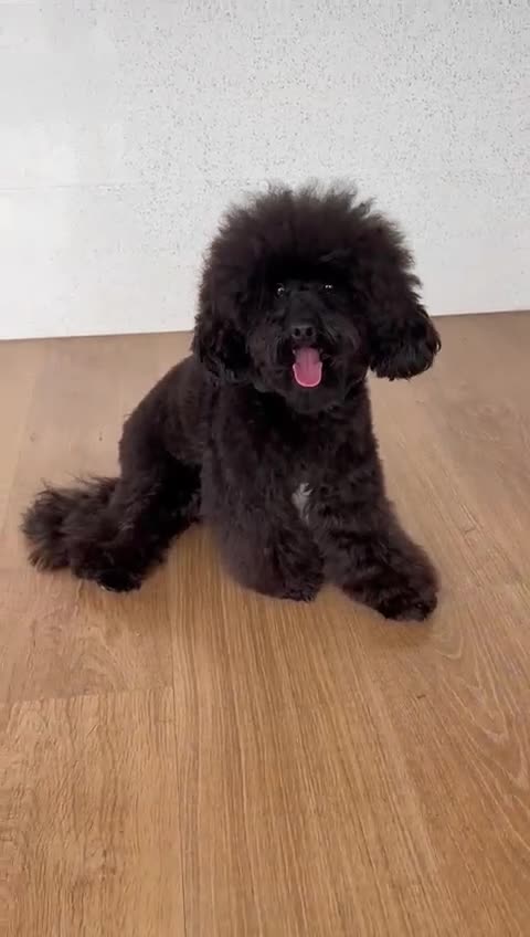 Toy Poodle dogs for sale: Louis in Brighton - Video 1