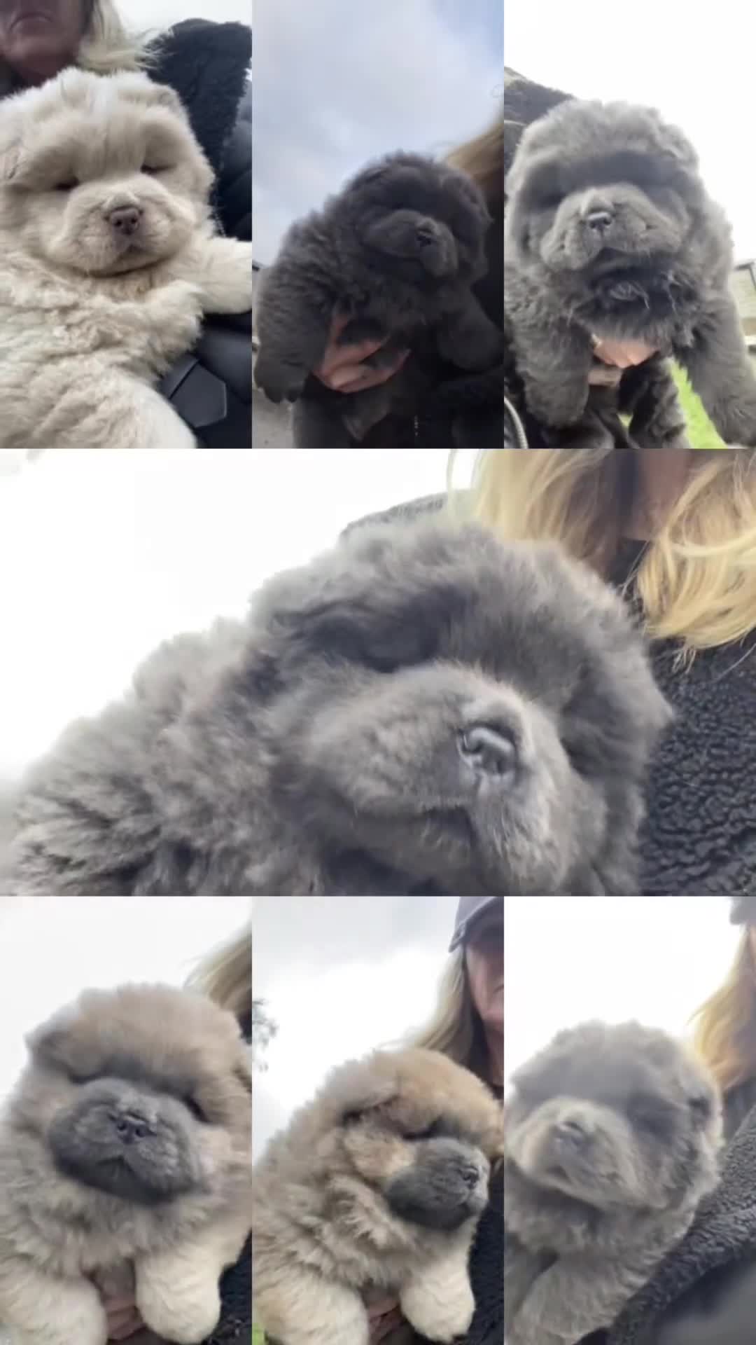 Chow Chow dogs for stud: Stunning chow chow - Video 2