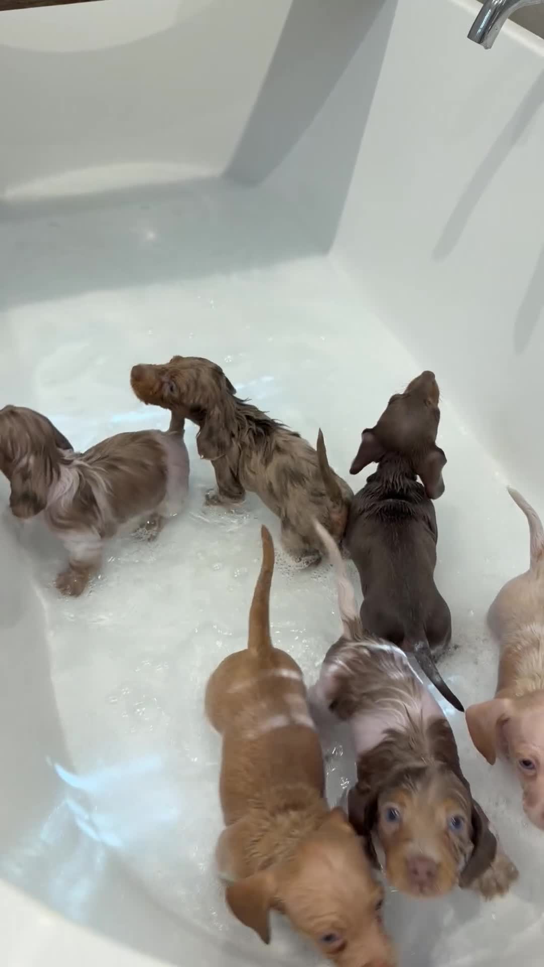 Miniature Dachshund dogs for sale: KC STUNNING COLOURED BLUE EYED SMOOTH & LONG COATS - Video 1