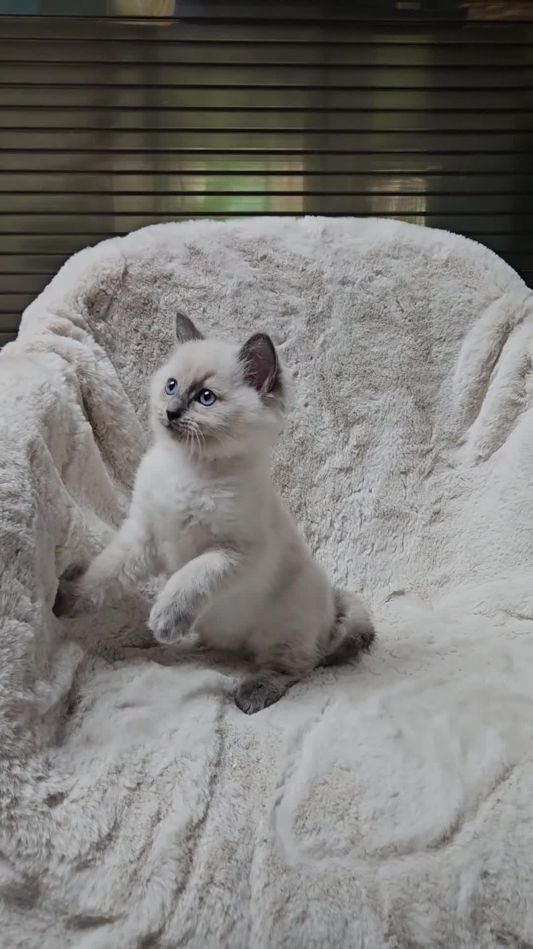 Ragdoll cats for sale: PURE RAGDOLL KITTENS 💜💙💚🤎 - Video 3