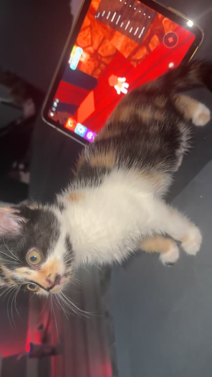 Mixed Breed cats for sale: 4 adorable kittens - Video 5