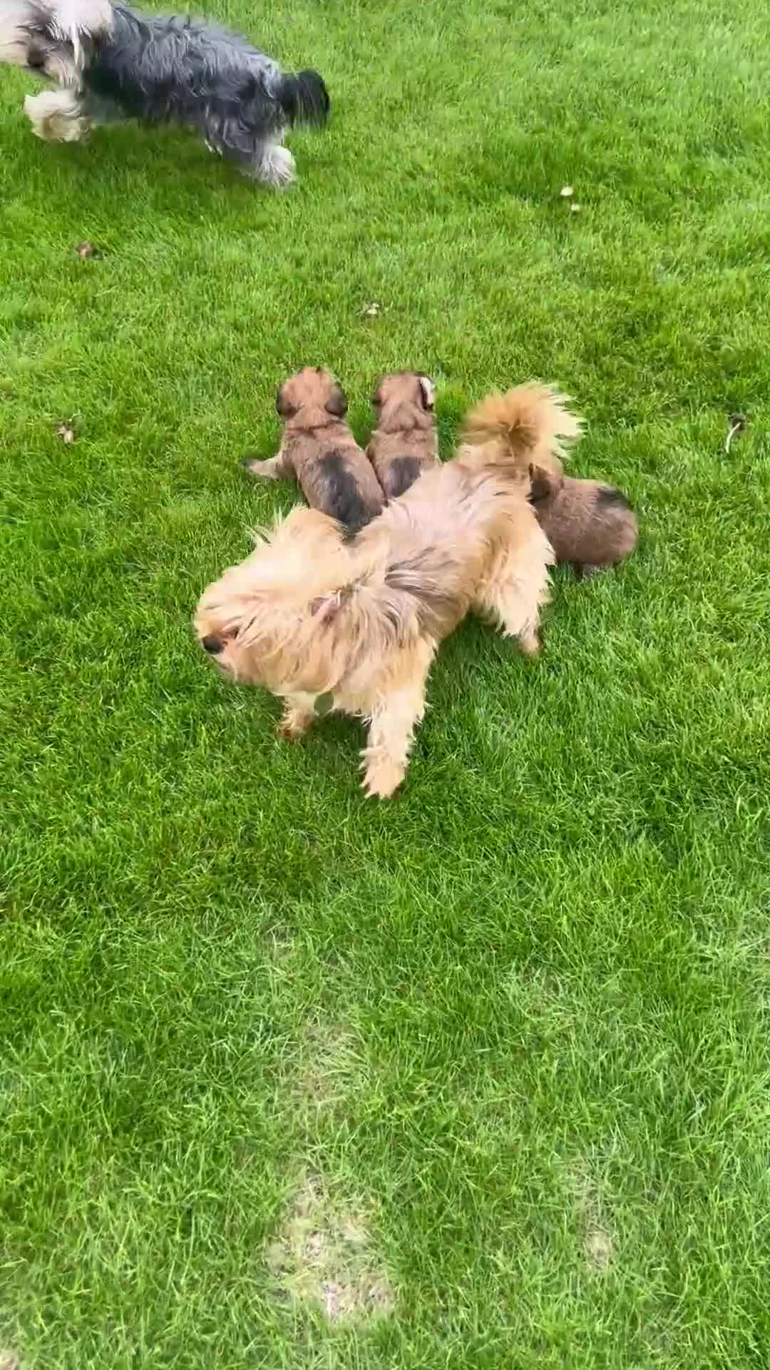 Yorkshire Terrier dogs for sale: Beautiful Chocolate Orange Yorkshire Terriers - Video 1