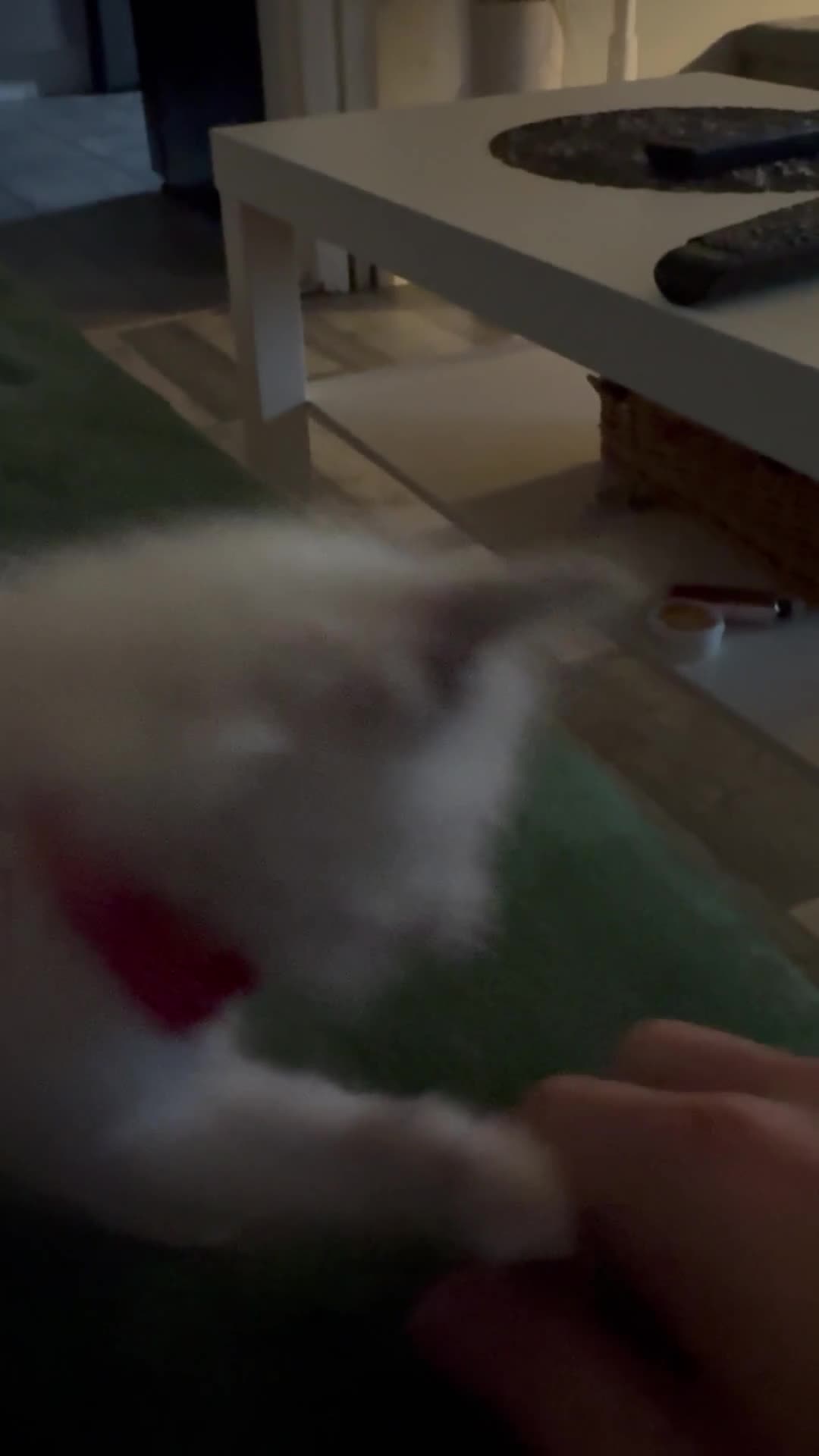 Ragdoll cats for sale: 3 Female Purebred Ragdoll Kittens - Video 1