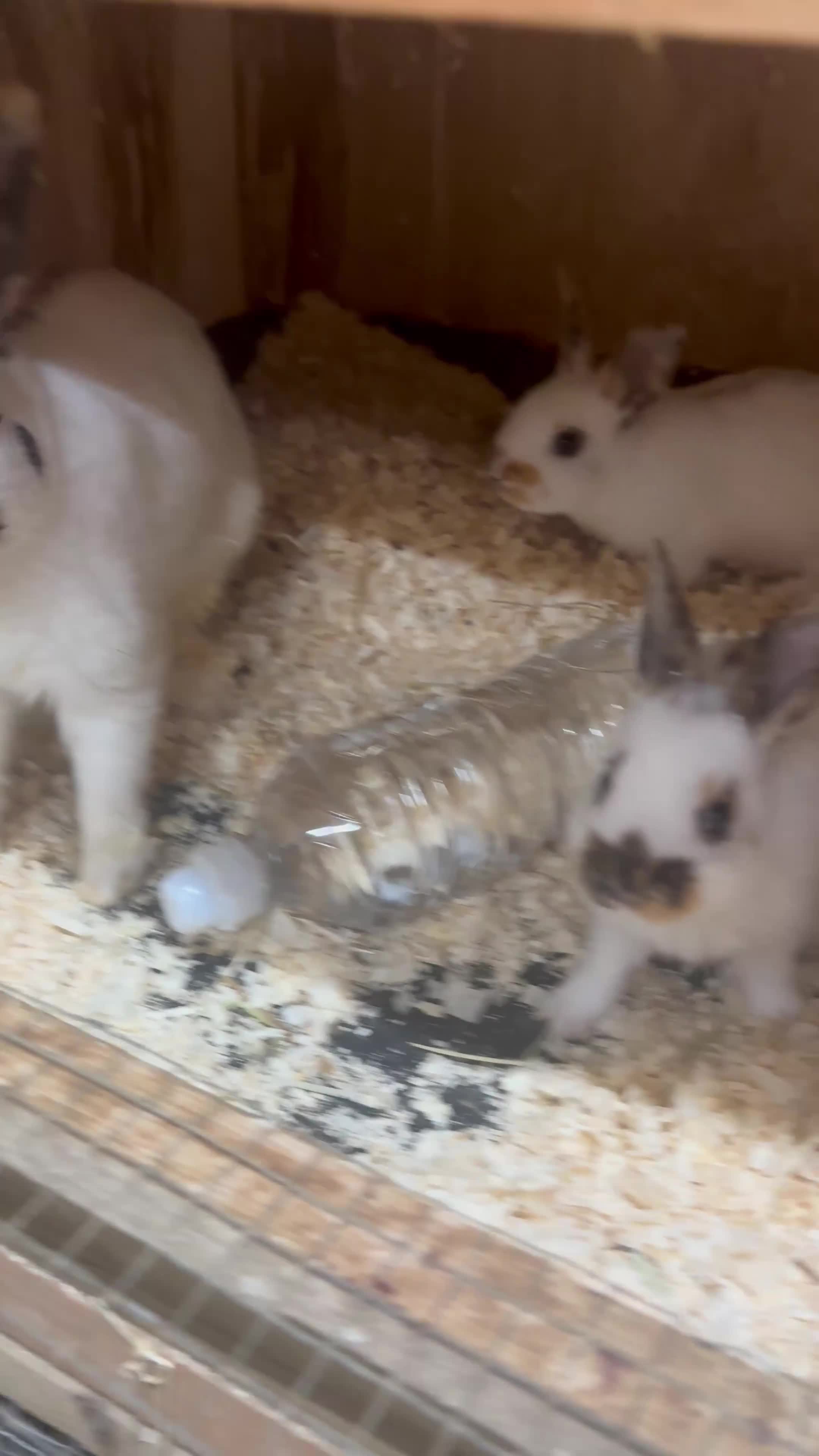 Mini Lop rabbits for sale: Baby MiniLops BRC rung and Vaccianted  - Video 2