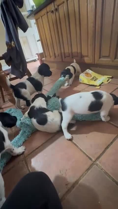 English Springer Spaniel dogs for sale: KC Reg English Springer Spaniel puppies - Video 1