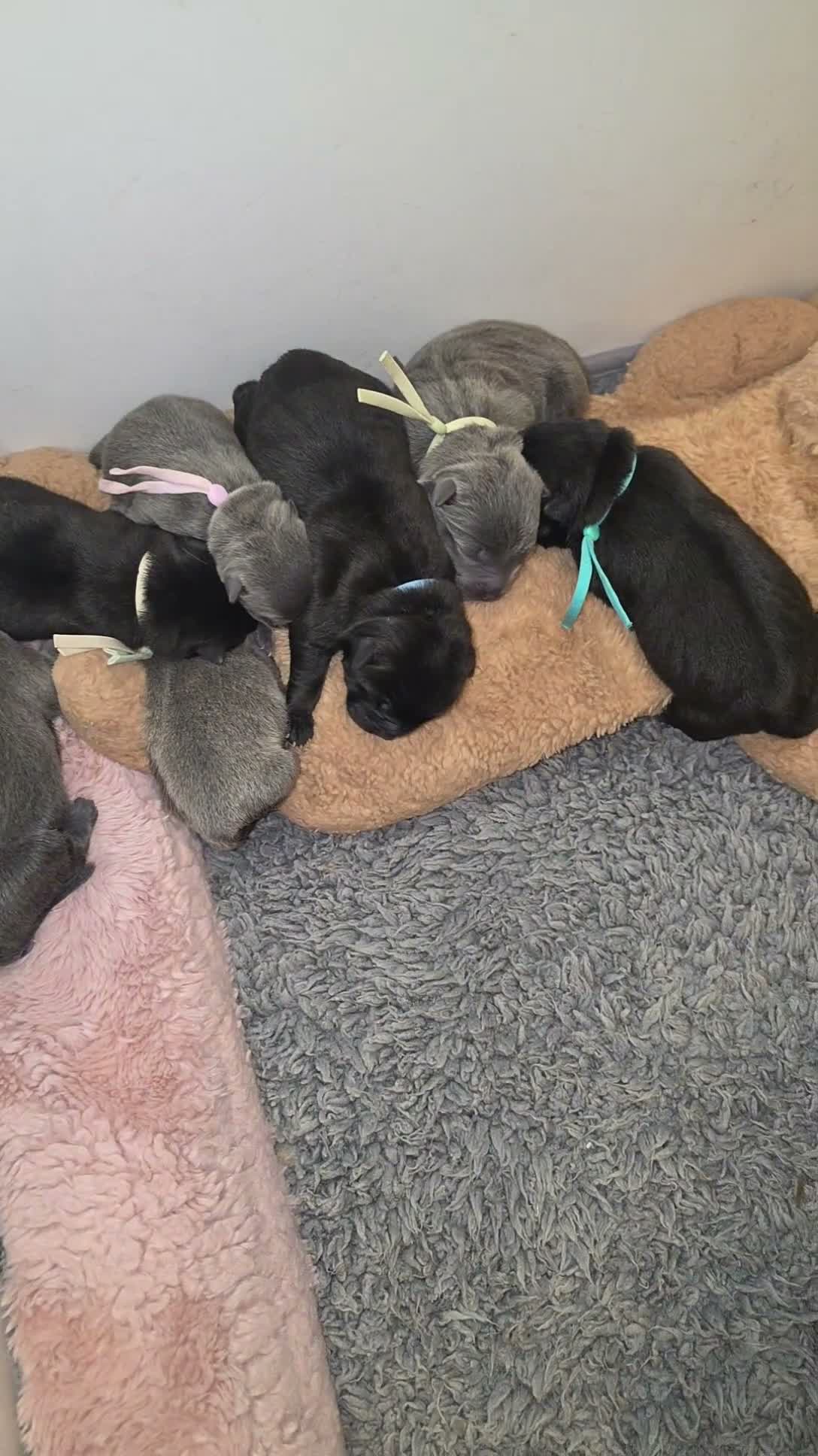 Mixed Breed dogs for sale: Chaffy puppies  - Video 3