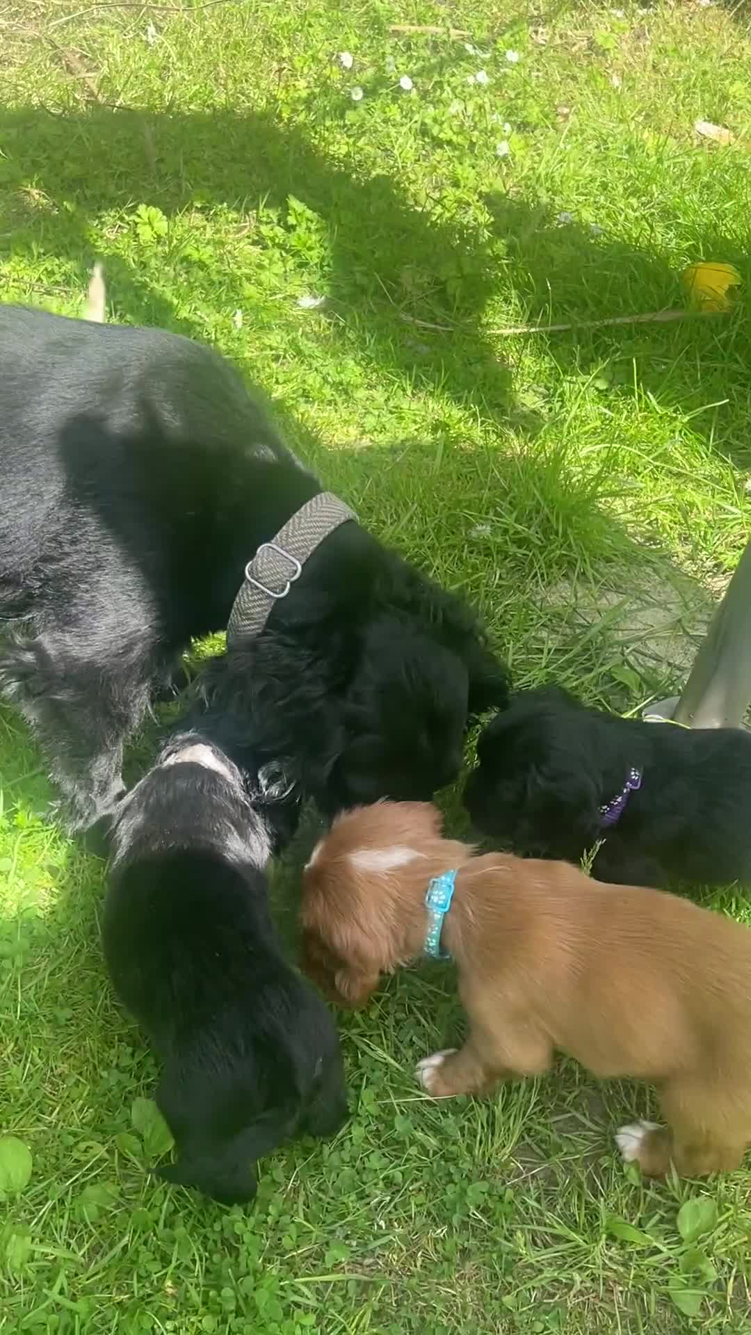 Cocker Spaniel dogs for sale: KC Reg Beautiful Working Cocker puppies DNA tested - Video 3