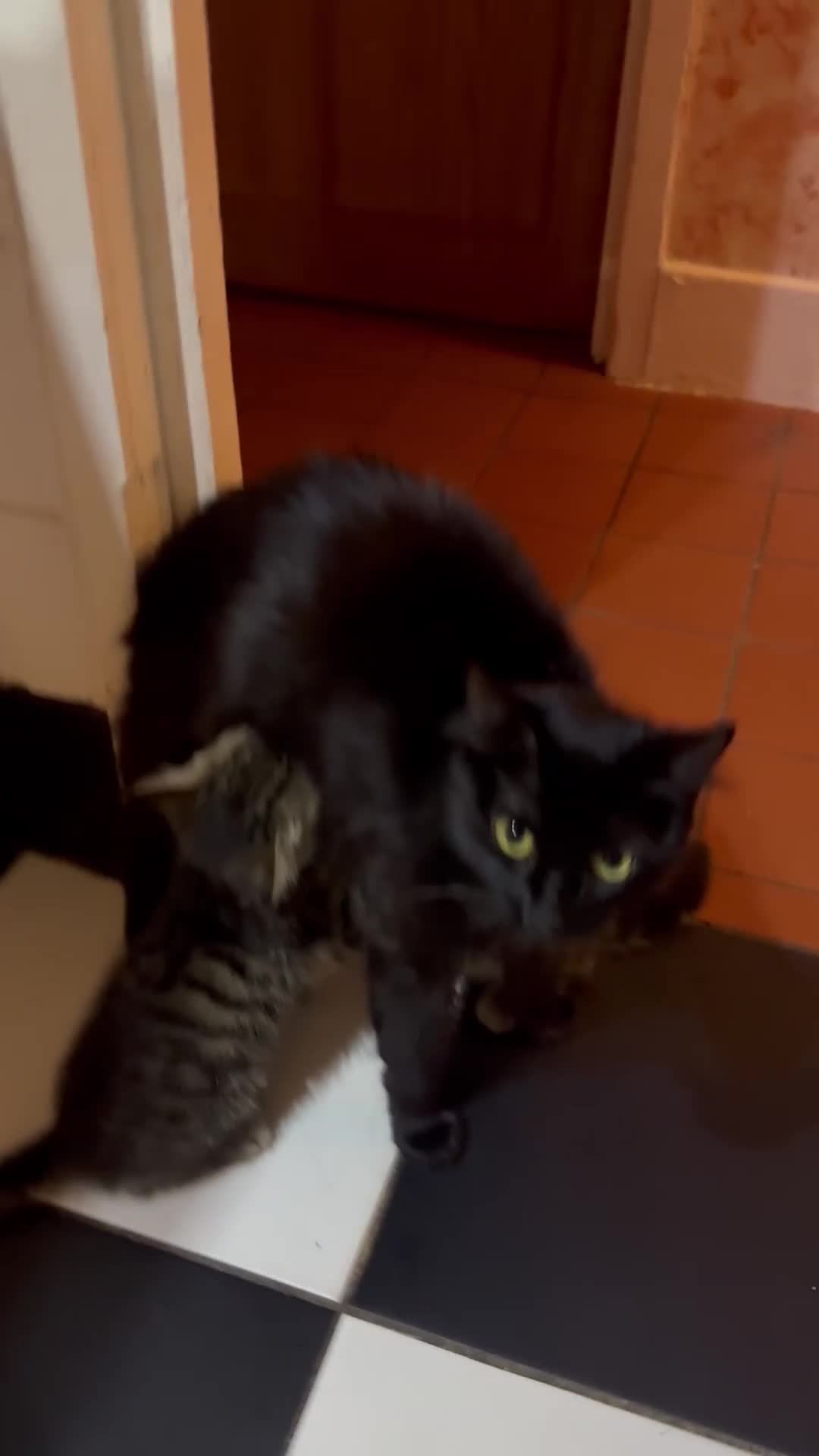 British Shorthair cats for sale: 3 Kittens - Video 1