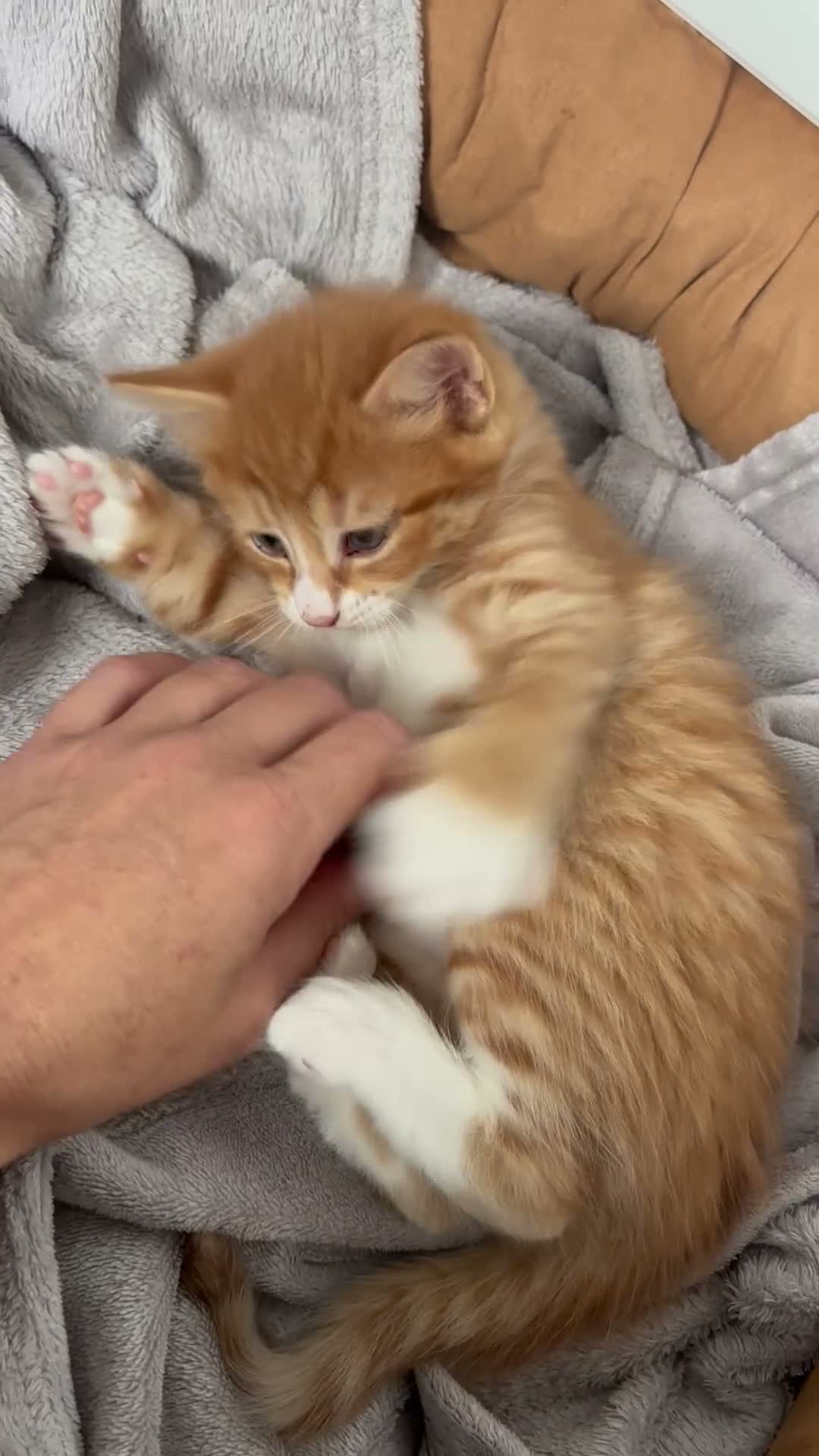 Mixed Breed cats for sale: 🐾 ✨ Kittens ready this weekend 🧡💛 - Video 2