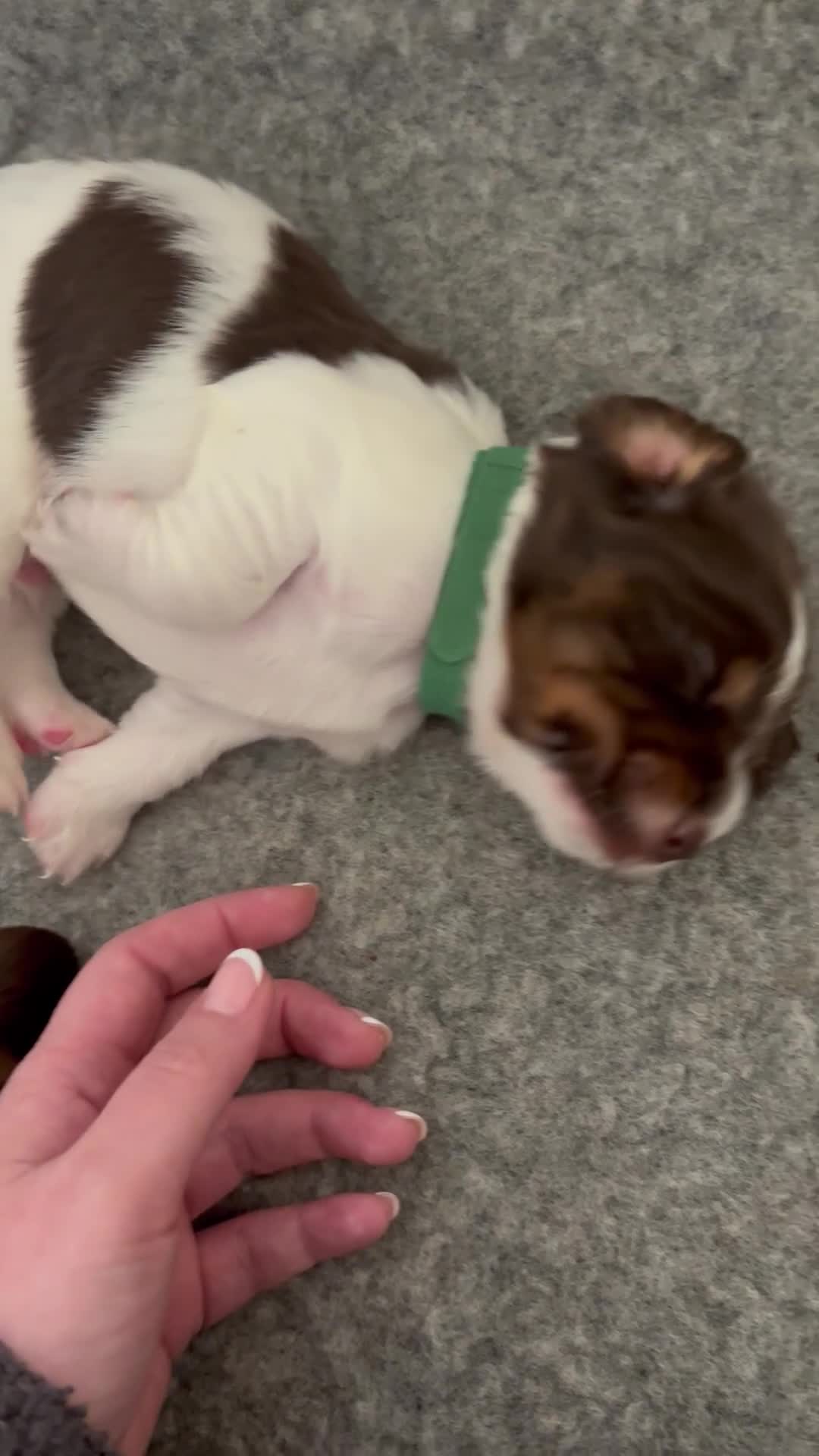 Sprocker dogs for sale: 7 Beautiful Sprocker Spaniel Puppies - Video 3