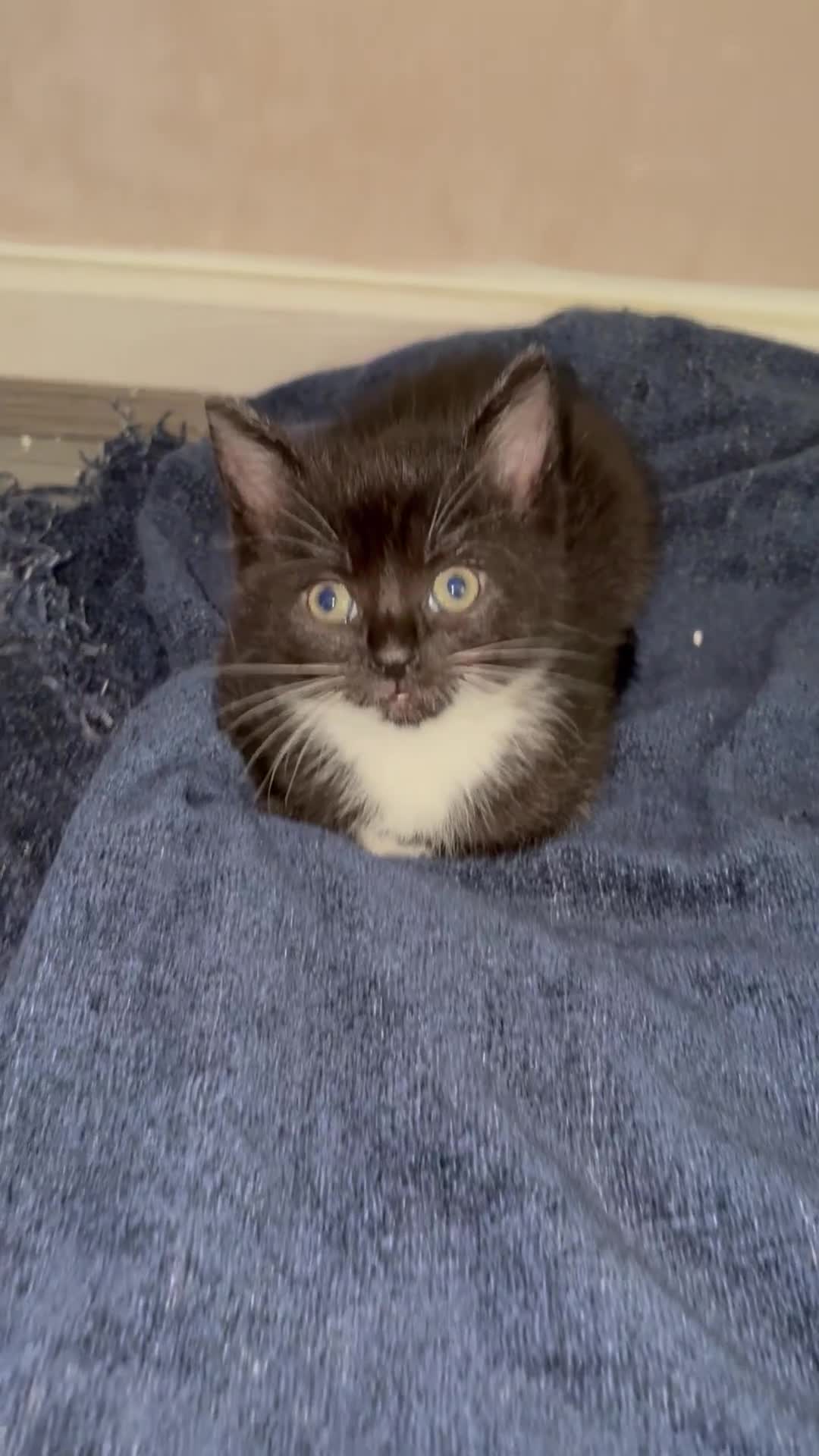 Mixed Breed cats for sale: Kittens for sale - Video 2