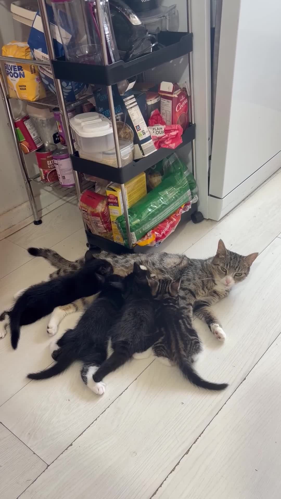 Mixed Breed cats for sale: 10 weeks old Mixed Breed Kittens - Video 2