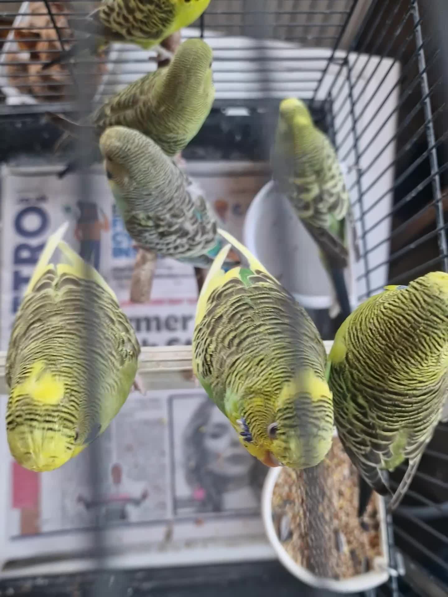 Budgerigars birds for sale: Baby budgies 2026 - Video 1
