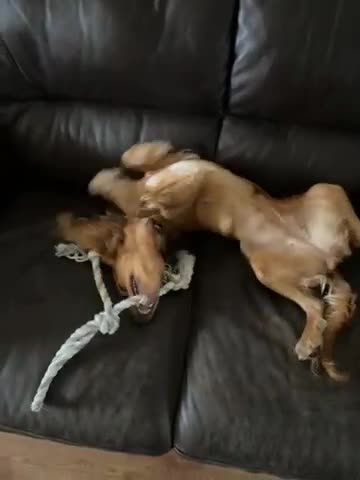 Cocker Spaniel dogs for sale: Loving Cocker Spaniel  - Video 1