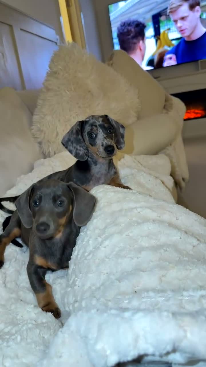 Dachshund dogs for sale: Winnie - Video 1