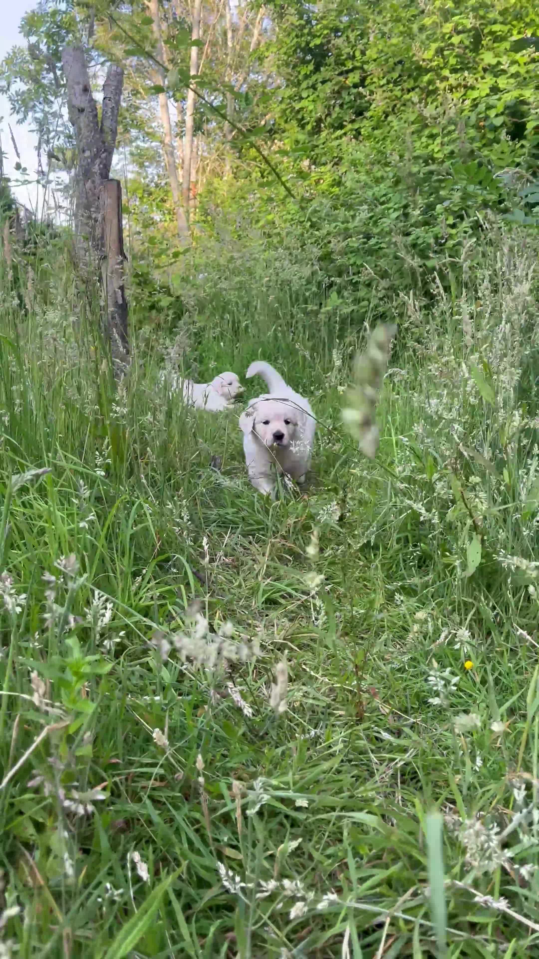 Golden Retriever dogs for sale: 5 generation KC registered pure white  - Video 2