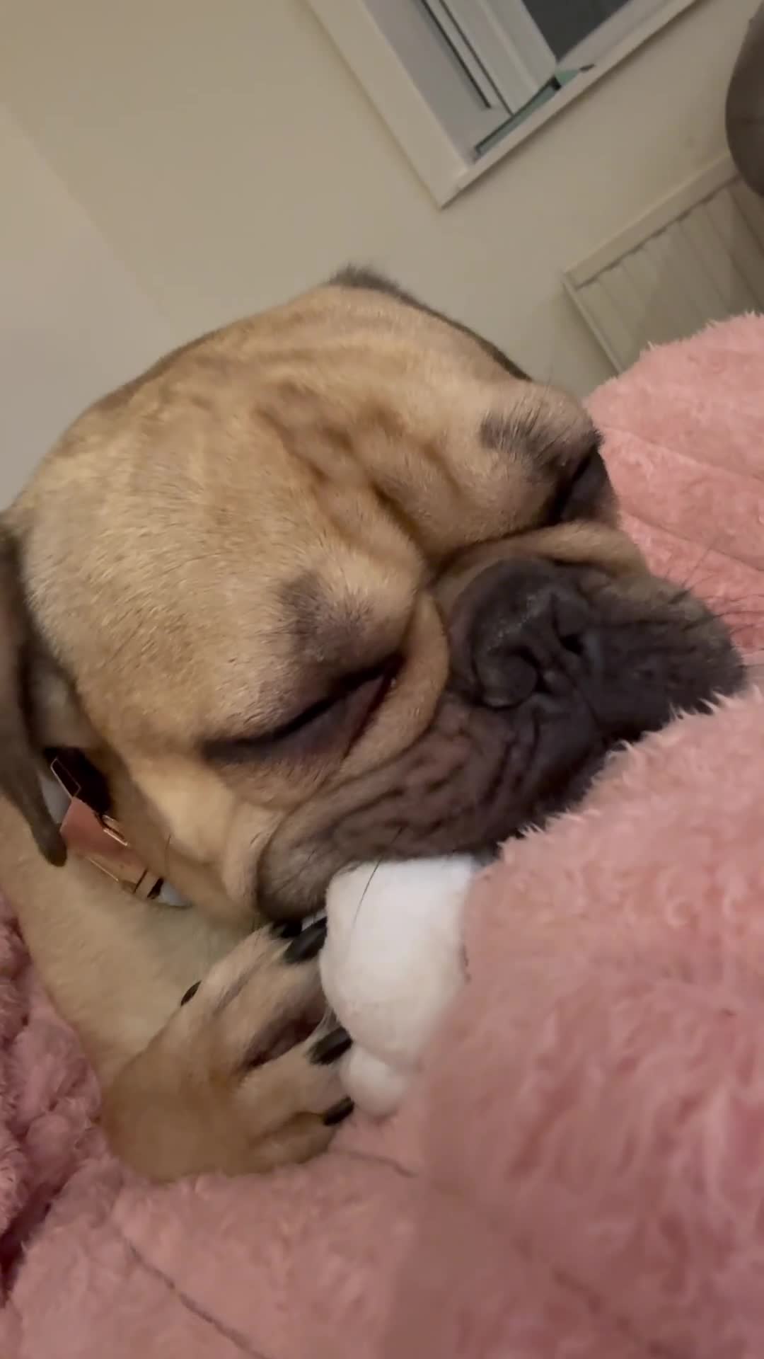 French Bulldog dogs for stud: Stud only  in Feltham - Video 2