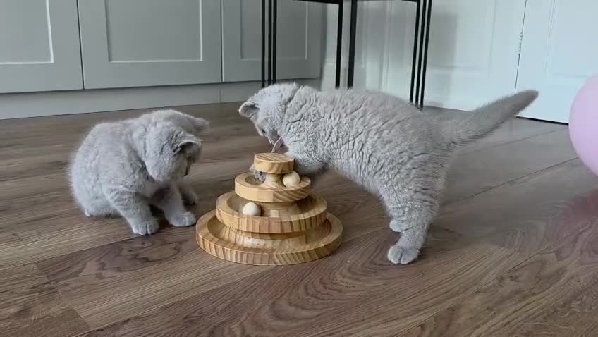 British Shorthair cats for sale: 🧸Teddy Bear Lilac/Blue British Shorthair Kittens✨ - Video 3