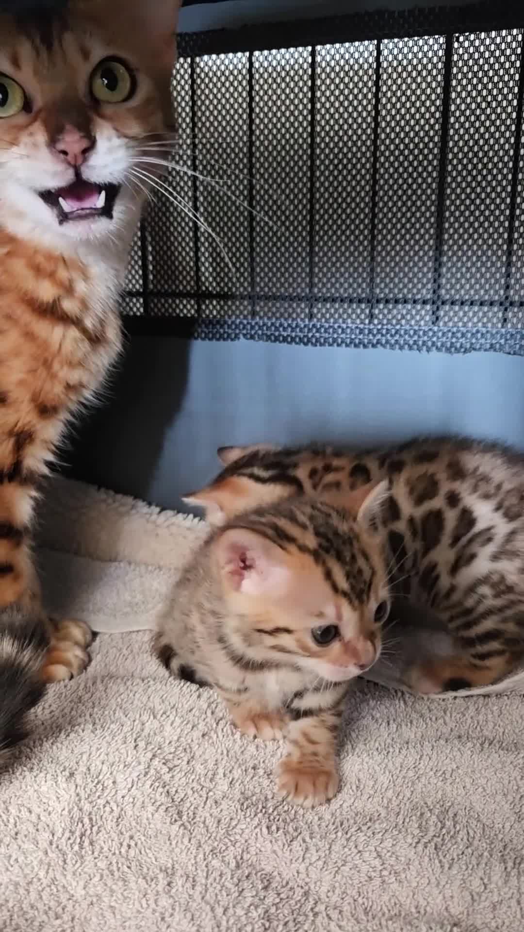 Bengal cats for sale: TICA reg neutered full bengal kittens - Video 2