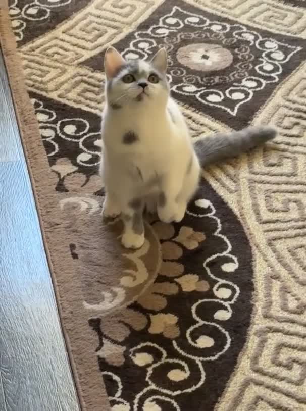 British Shorthair cats for sale: ✨1 BSH Kitten Left £400 ✨  - Video 3