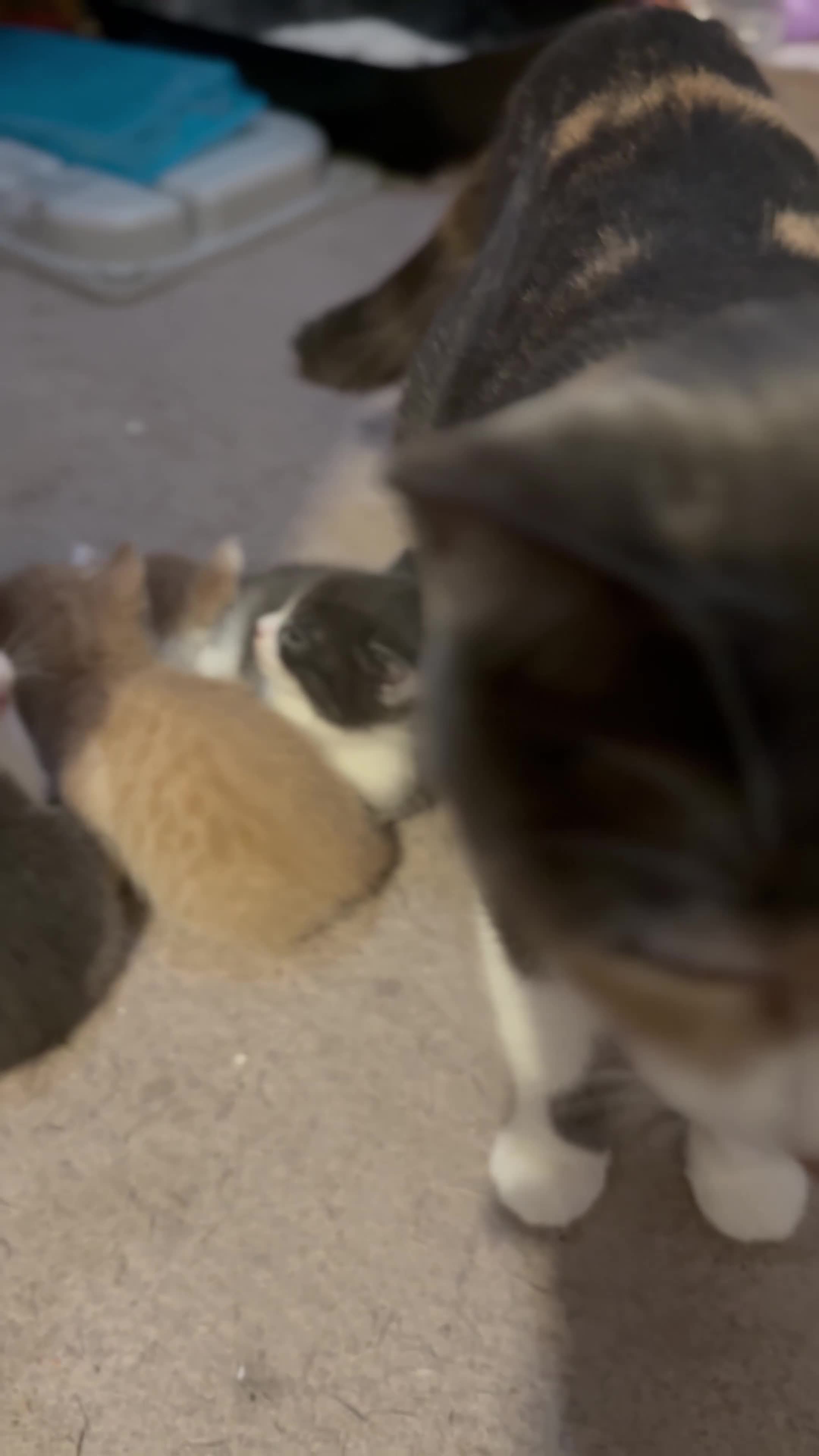 British Shorthair cats for sale: 🐾Turkish Angora × British Blue Kittens Ready Soon - Video 1