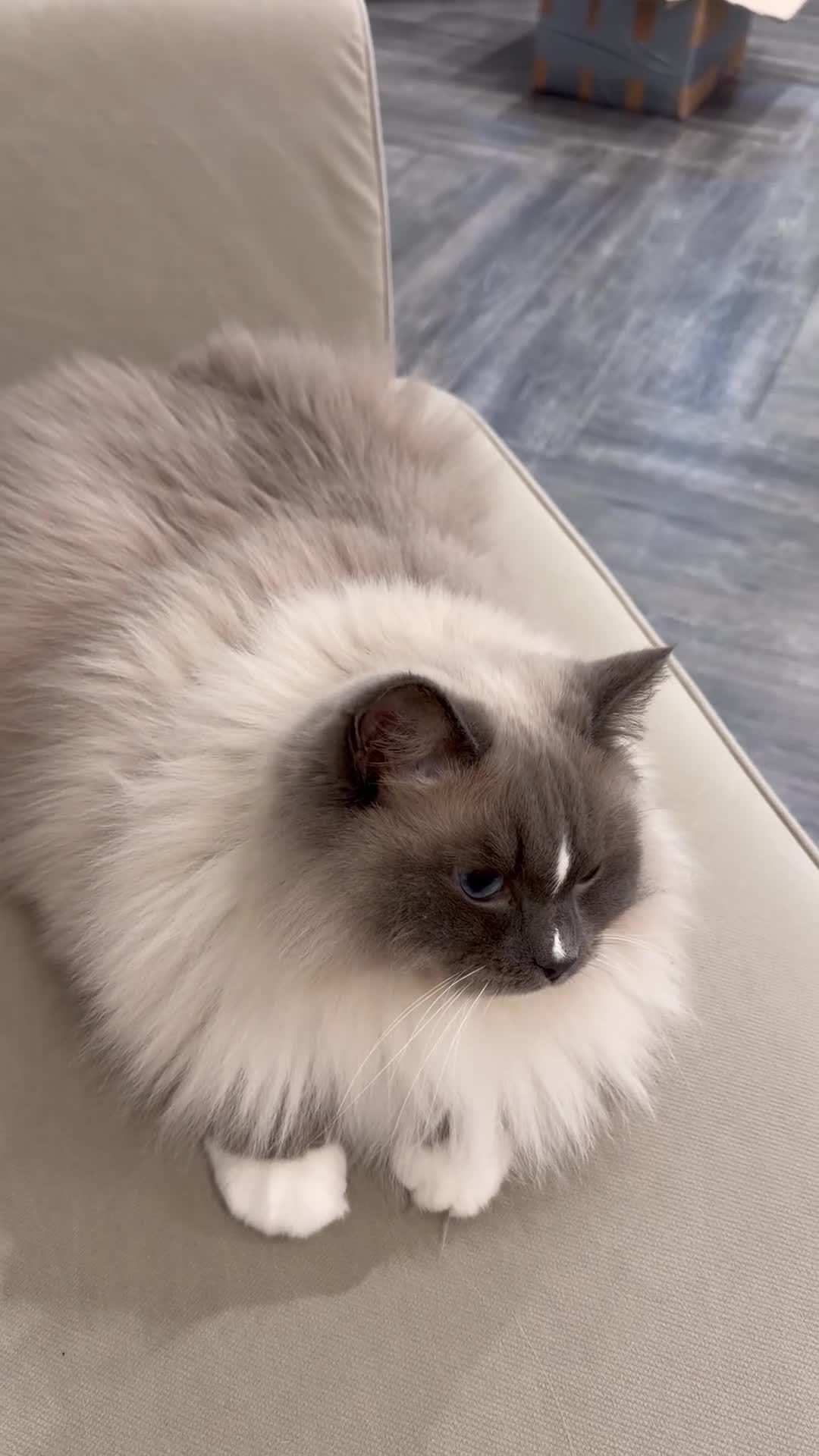 Ragdoll cats for sale: TICA Registered Beautiful Blue Ragdoll - Video 1
