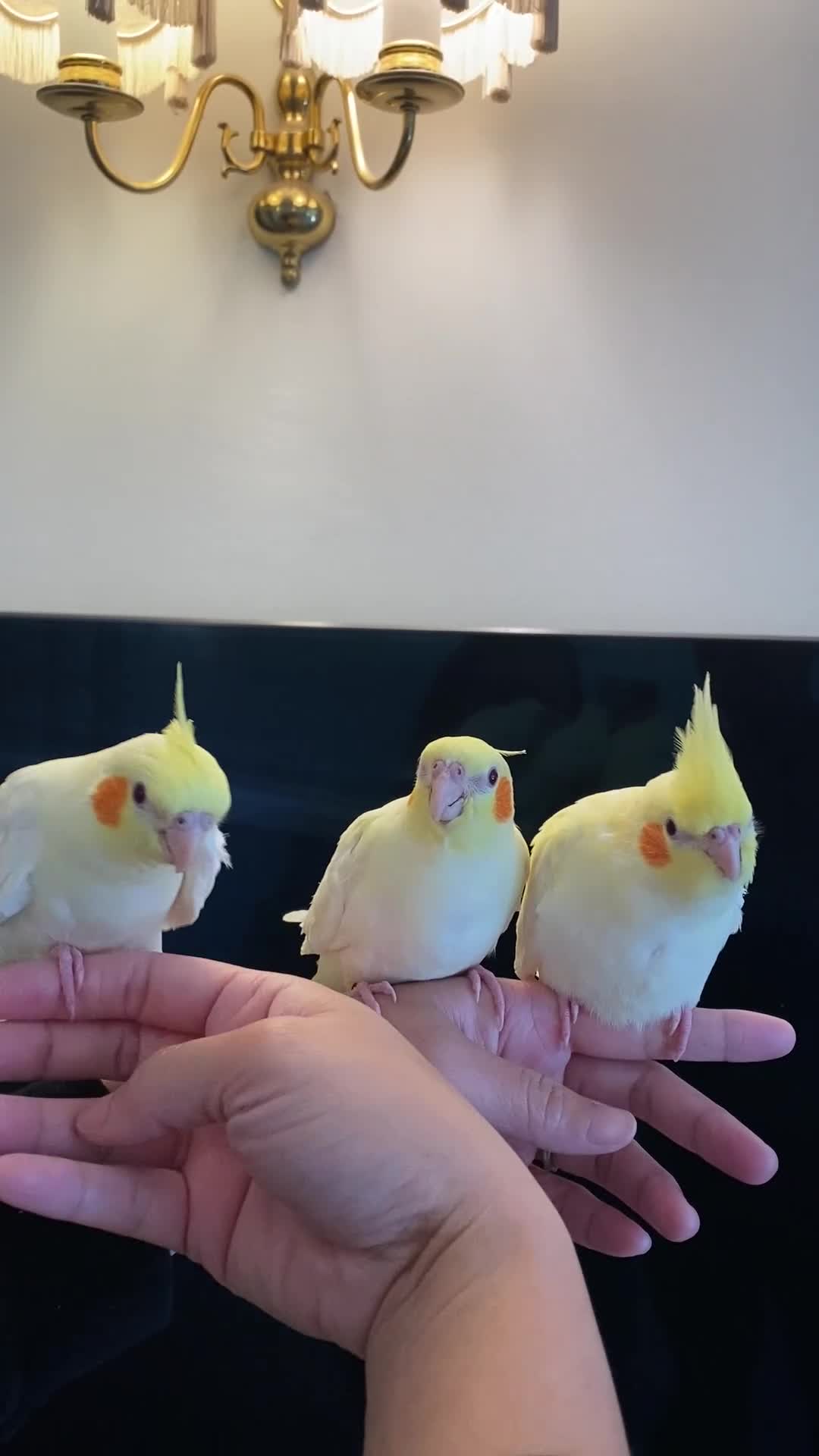Cockatiels birds for sale: (Only One Left) Silly Tame Hand Reared Babies  - Video 2