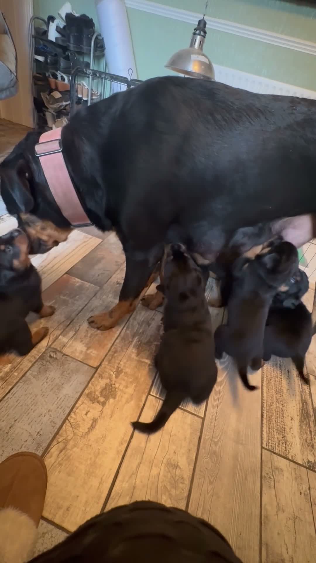 Rottweiler dogs for sale: Beautiful Rottweiler puppies  in Mablethorpe - Video 1