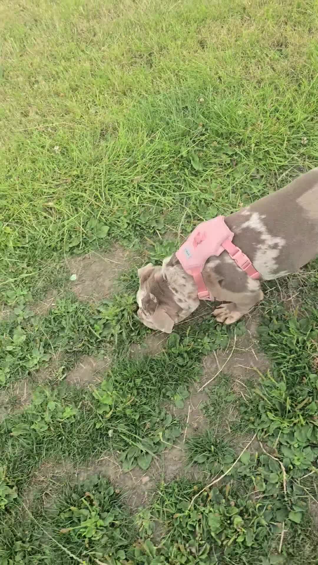 English Bulldog dogs for sale: Merl english bulldog in Huddersfield - Video 1