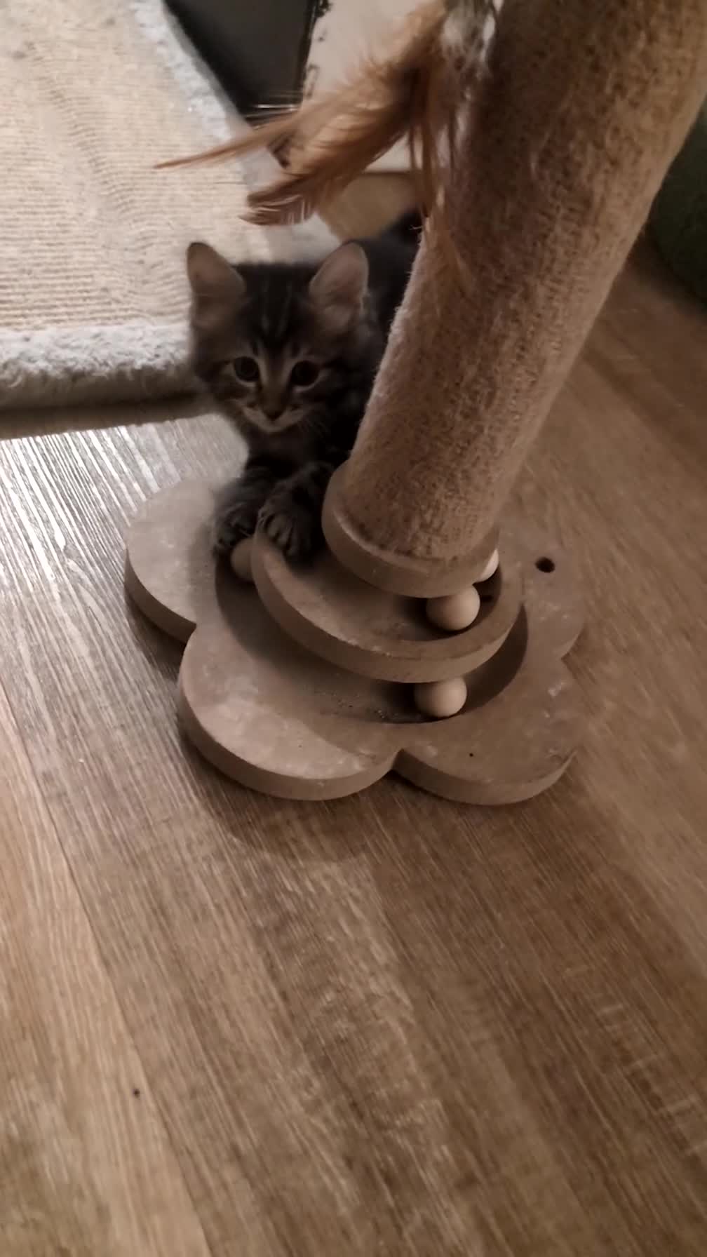Ragdoll cats for sale: Pair of Ragdoll/Tabby Kittens ..... Bear & Tia  - Video 2