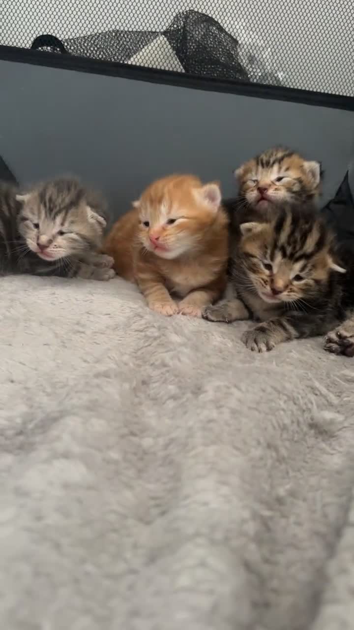 Mixed Breed cats for sale: Kittens looking for new homes. Mix breed  - Video 3