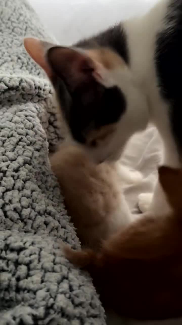 Domestic Shorthair cats for sale: Loving Home-Raised Kittens for Sale - Read Discrip - Video 2